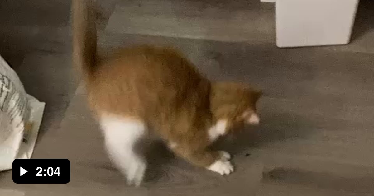 Gentlemen, it is with great pleasure to inform you that I am now a cat