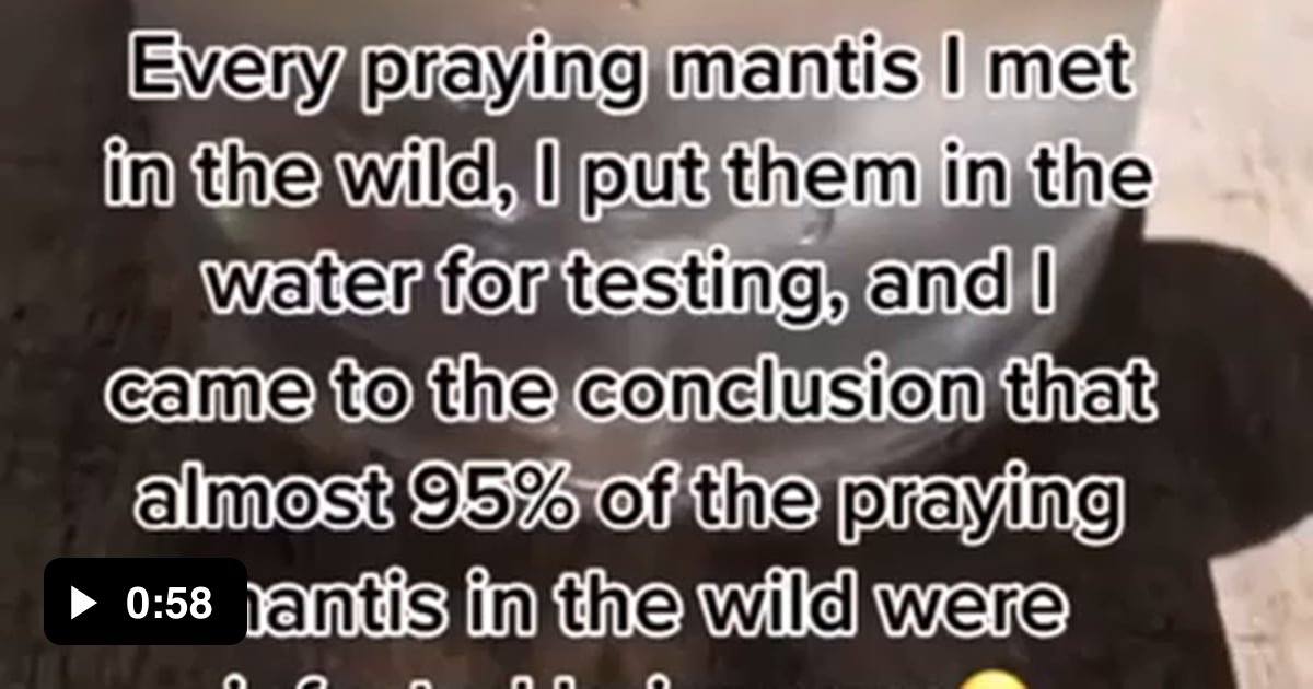 ‘Chordodes formosanus’ AKA Horsehair Worm, released from a praying