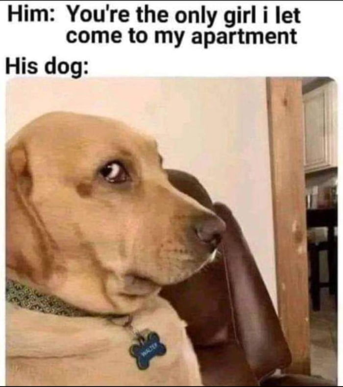 Dog knows the truth 9GAG