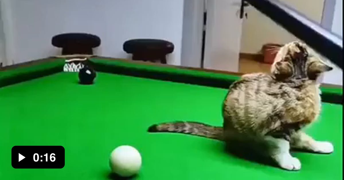 Cat likes to play Billard 9GAG