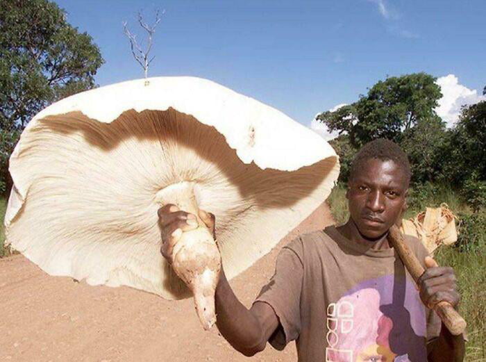 "In Zambia, One Mushroom Feeds A Family For Days. This Is Termitomyces