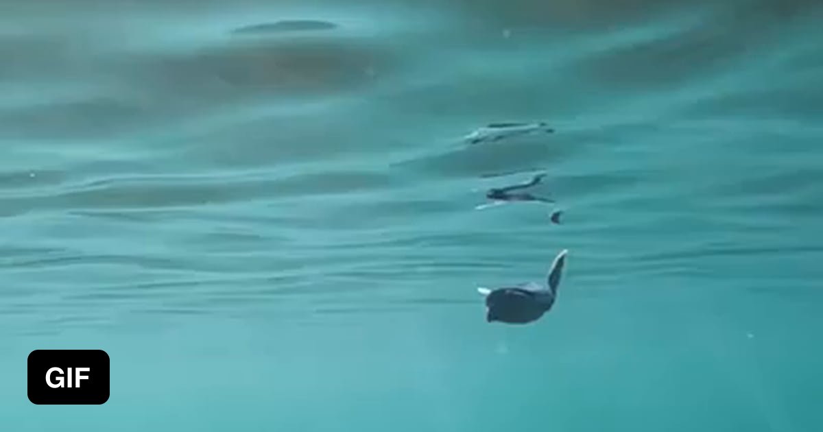 Baby sea turtle defending itself in the waters of Miami - 9GAG
