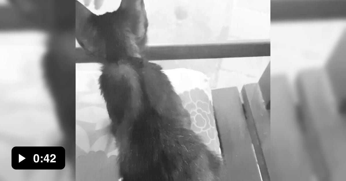 I m Not Much Of A Cat Person But This Kitty Stole My Heart 9GAG i-m-not-much-of-a-cat-person-but-this-kitty-stole-my-heart-9gag