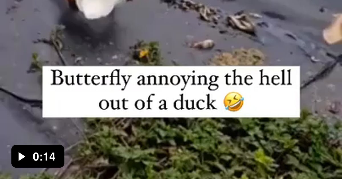 Peace Was Never An Option Goose 9gag.com