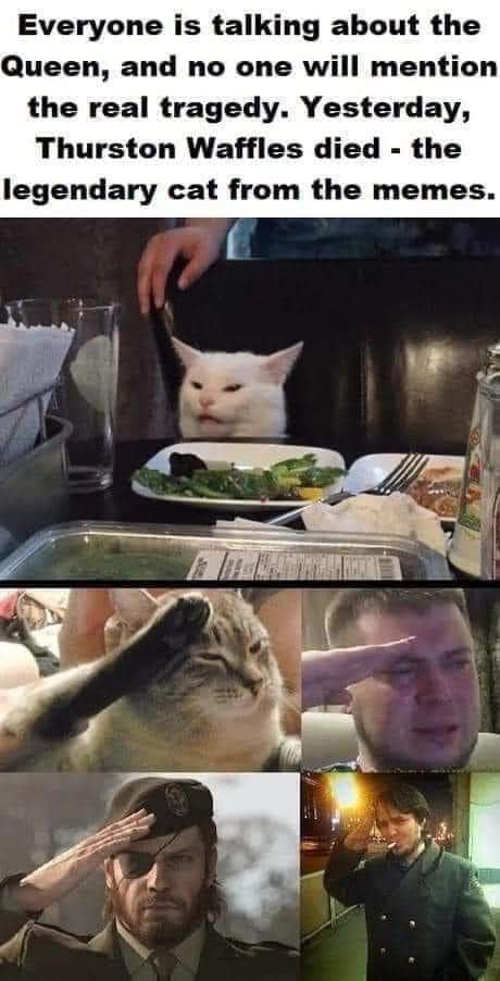 Create meme Cat, press f to pay respect cat, press f cat - Pictures 