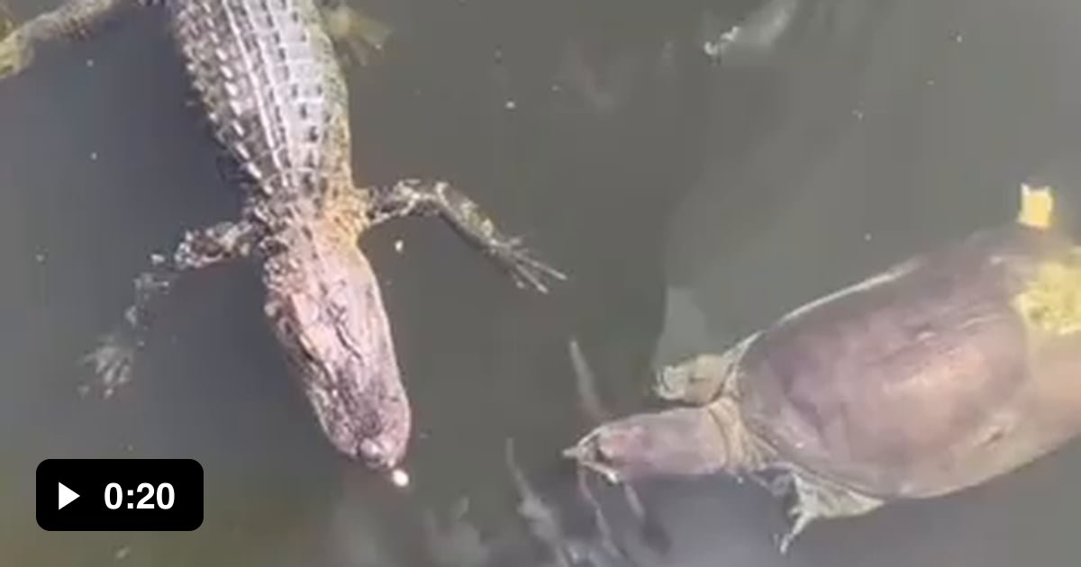 Turtle life matter! - 9GAG
