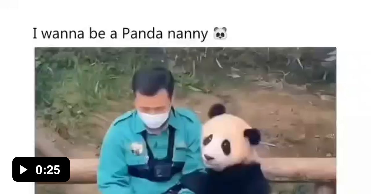 Do You Want A Job As Panda Nanny And Panda Cuddler 9GAG Do You Want A Job As Panda Nanny And Panda Cuddler 9GAG