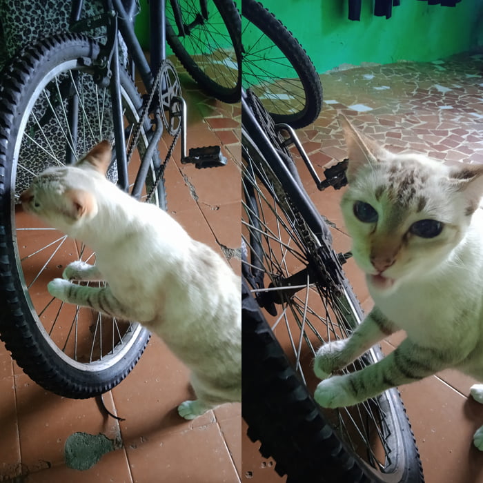 Went To The Bike Shop Today And Met The New Mechanic Gag