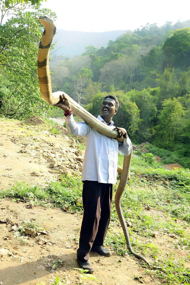 Human Compared To A King Cobra 9GAG Human Compared To A King Cobra 9GAG