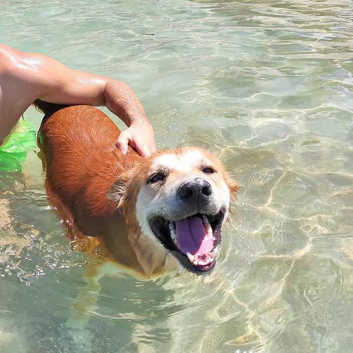 Adopted This Abandoned Dog, And This Is First Time He Sees The Beach :D ...