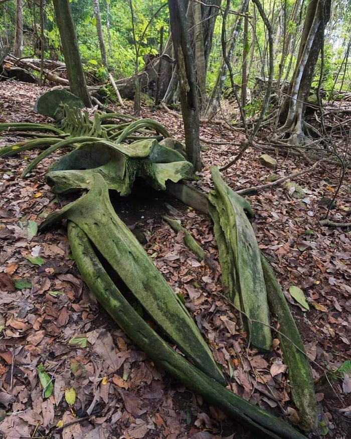 A whale skeleton in the middle of a rainforest in Osa Peninsula, Costa