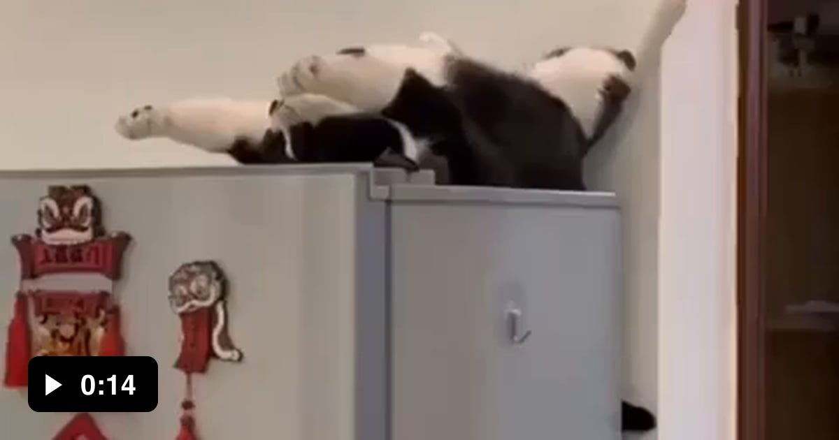 Cat stopped working .. 9GAG