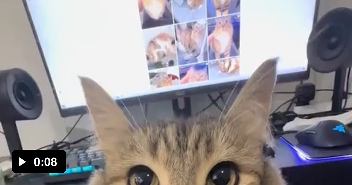 That's a happy cat - 9GAG