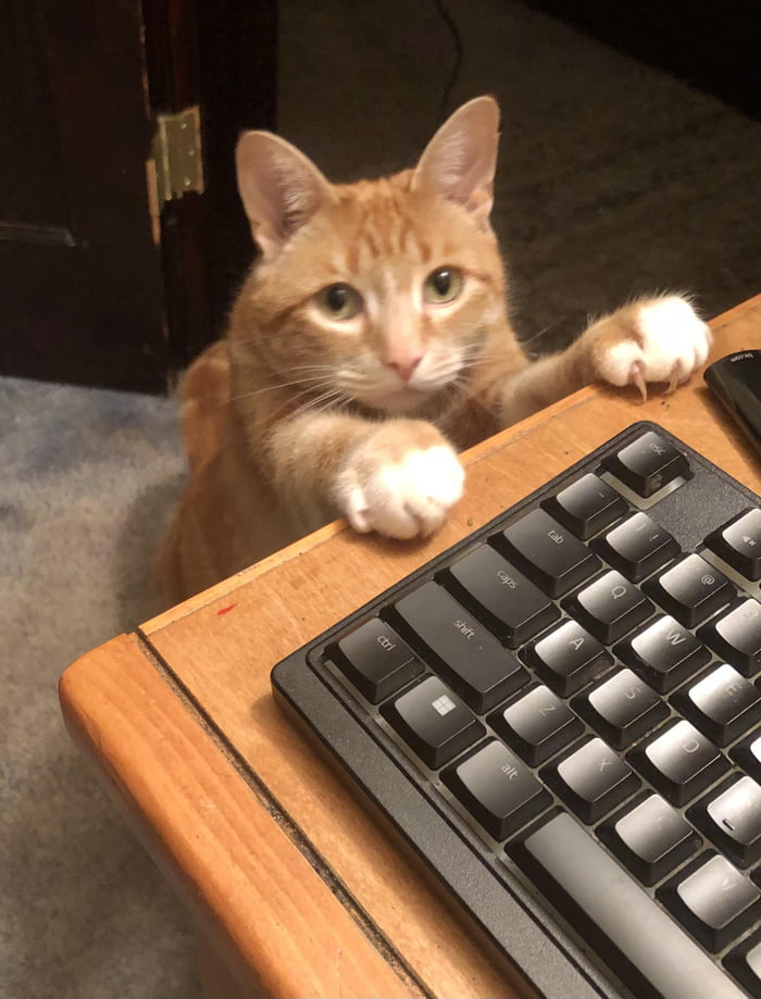 POV: Mr. Boots is clinging onto your desk for dear life in the hopes ...