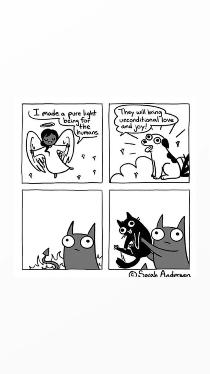 i-m-a-cat-and-a-dog-person-9gag