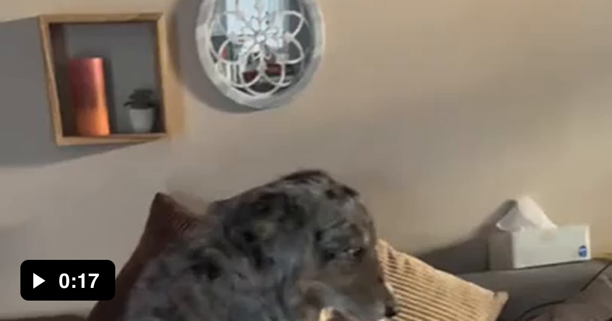 Dog can’t wait for his human to wake up - 9GAG