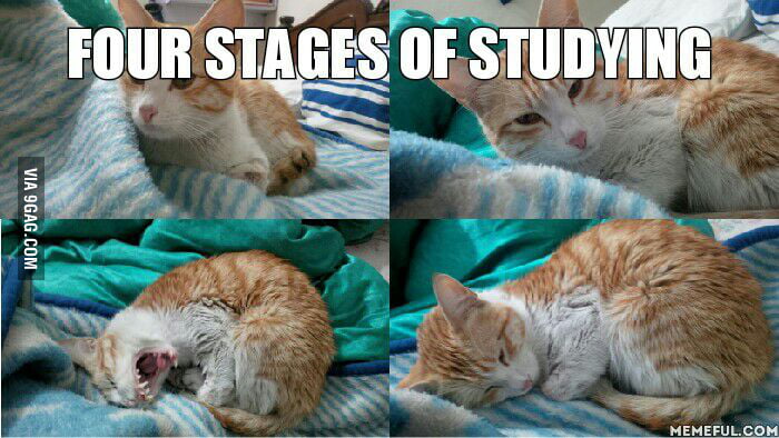My cat copying me while studying... - 9GAG