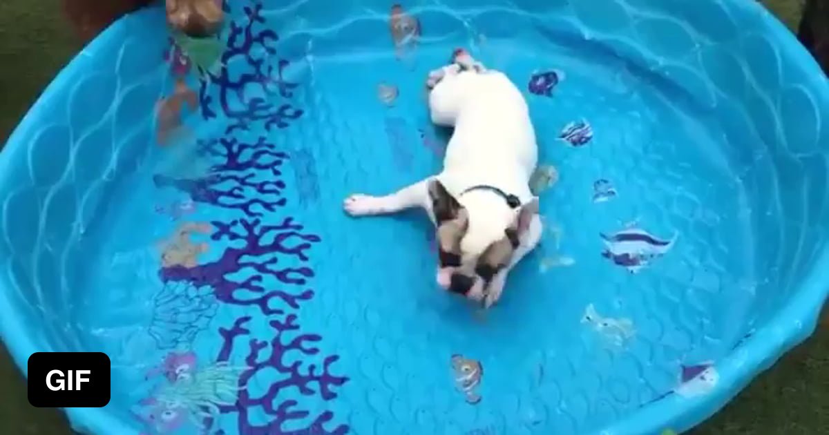 В ведре с водой плавают. Бассейн для собак. Собака в бассейне гиф. Собака купается в бассейне. Плавать в бассейне.