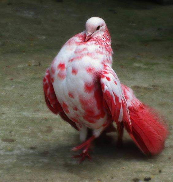 this-pigeon-is-extremely-elegant-9gag