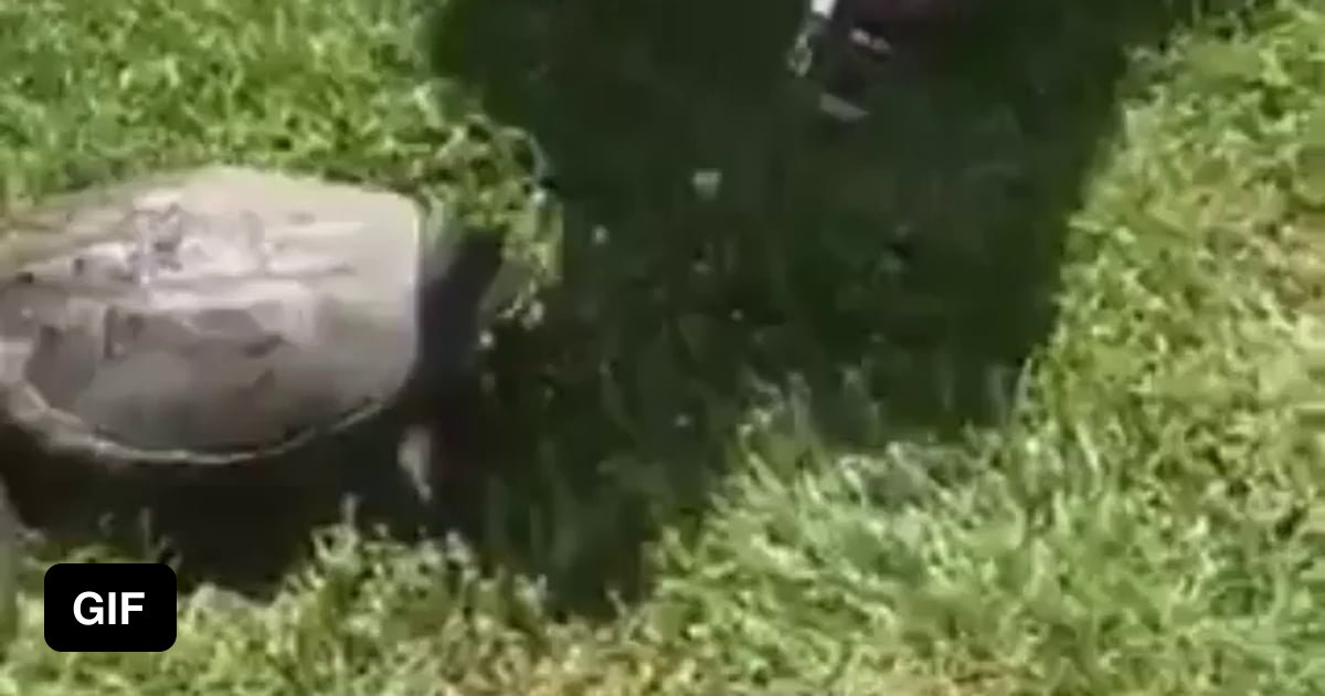Snapping turtle is a true bro - 9GAG