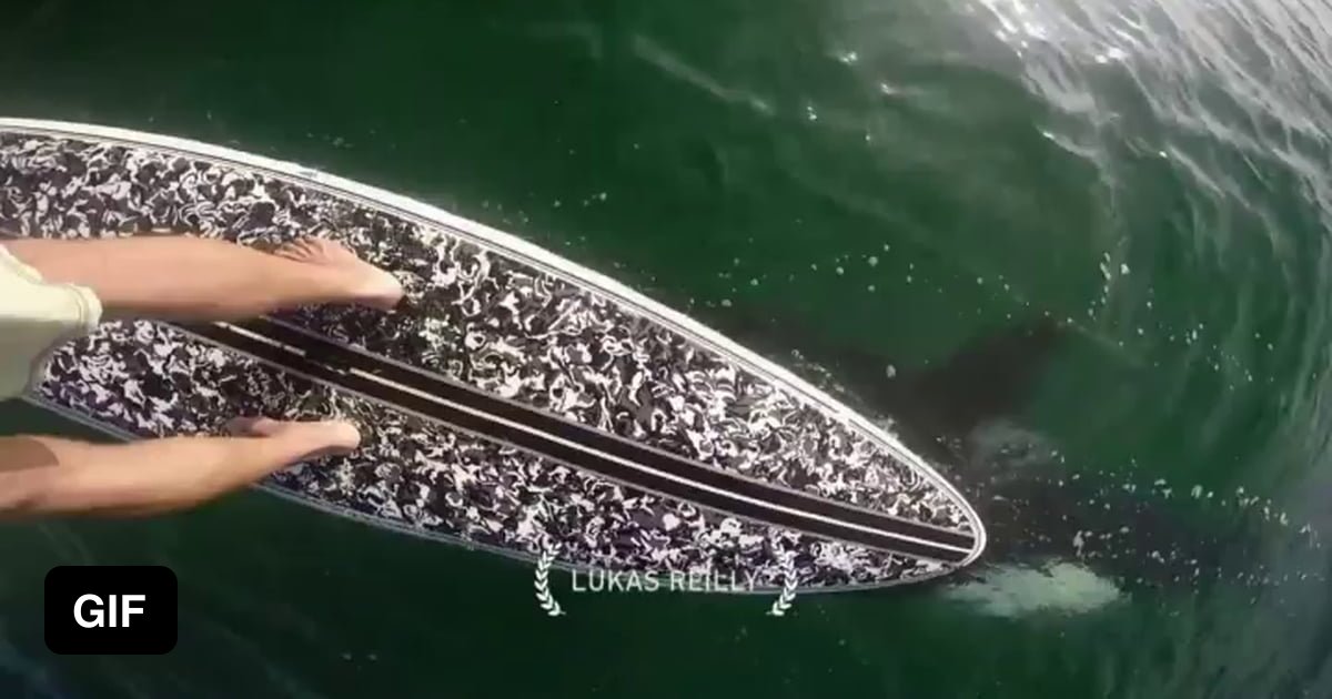 Orca visiting a paddle board 9GAG