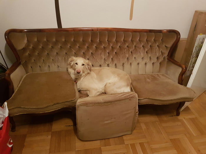 My Dog(e) always pushes the middle pillow down to lay down in the middle 9GAG