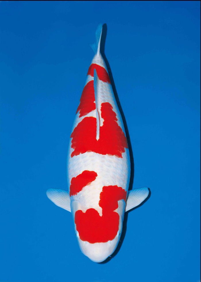 Koi carp. Actually the most expensive PET fish you can buy. This one