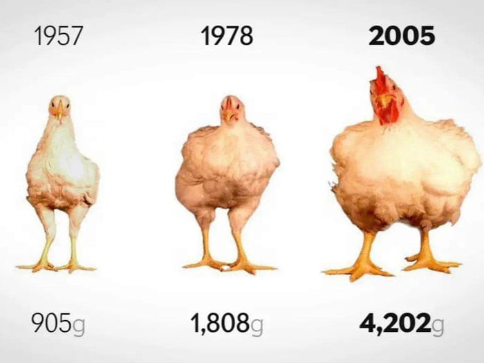 Chicken Increase In 364 In The Last 50 Years 9GAG chicken-increase-in-364-in-the-last-50-years-9gag