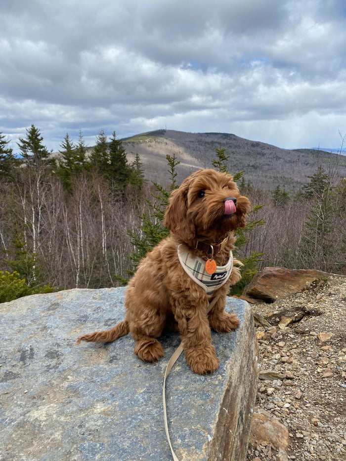 10/10 good girl took her first hike up a mountain! - 9GAG