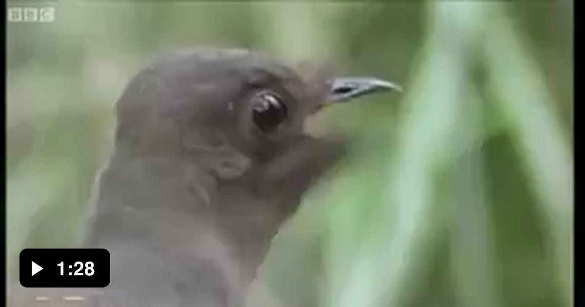 A Lyrebird can imitate a lot of sounds, even a chainsaw.. 9GAG
