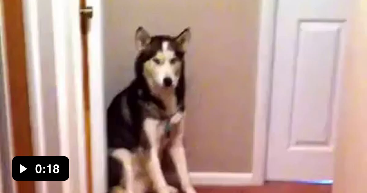 Baby scared of vacuum runs to dog for protection. 9GAG