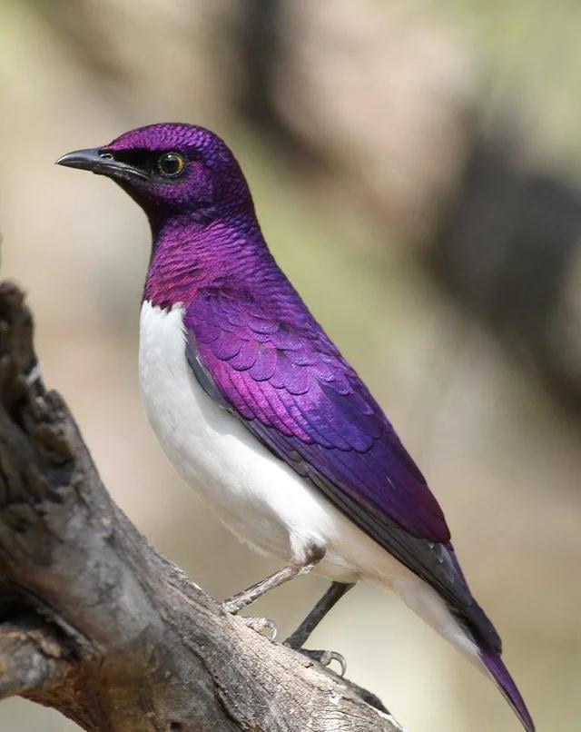 This violet backed sterling looks like a flying gemstone - 9GAG