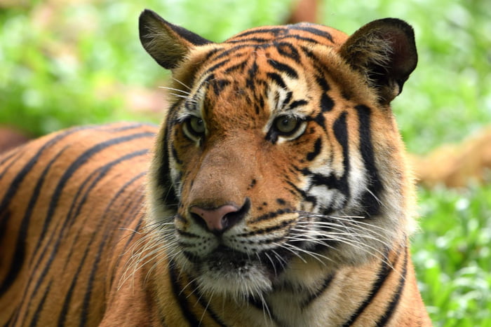 A rare and endangered Malayan tiger named Eko was shot to death in ...