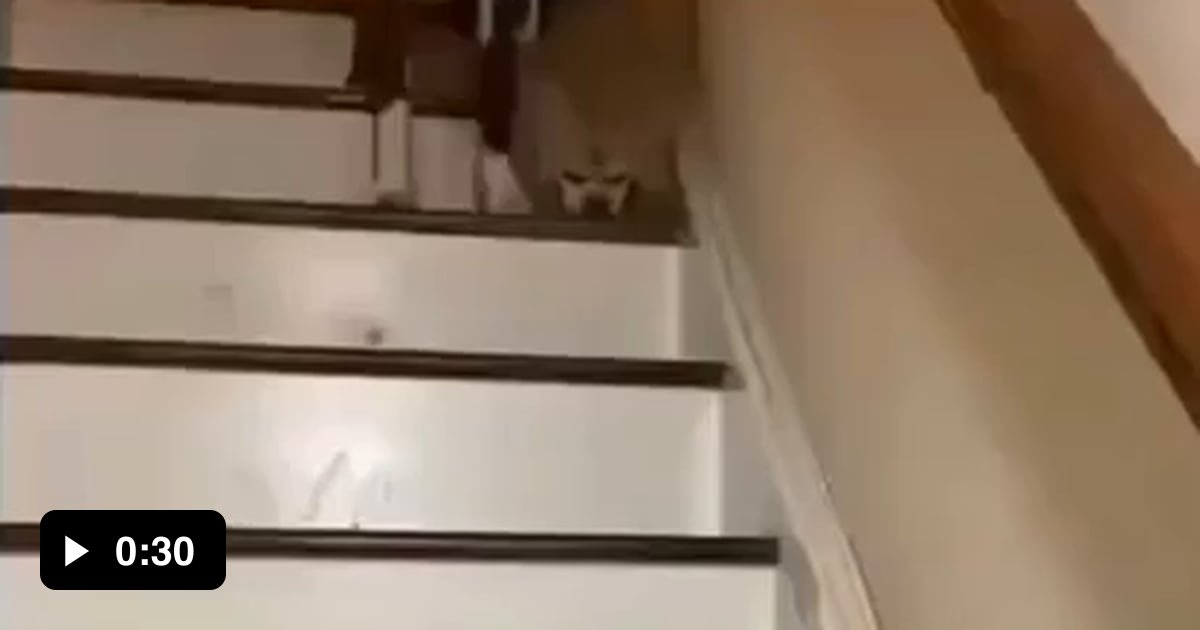 Boxer helps blind dog down the stairs 9GAG