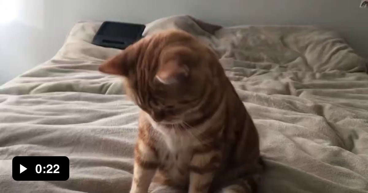Cat's reaction to comb sound 9GAG