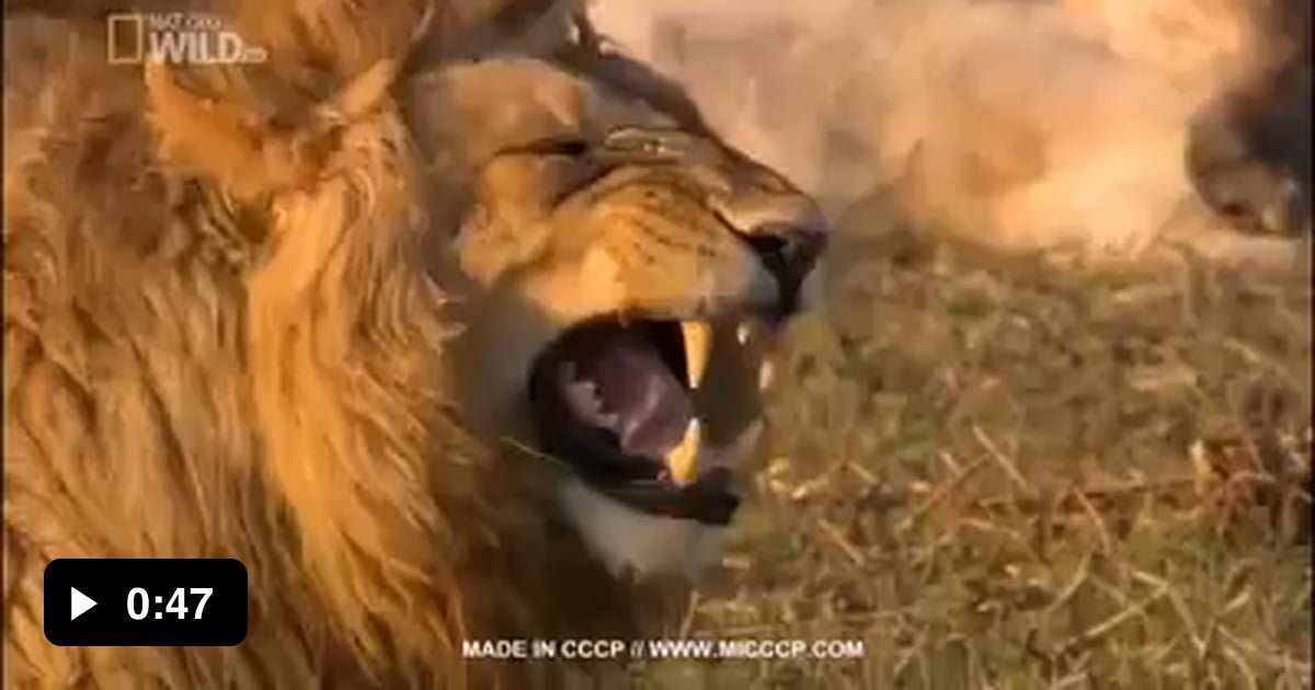 A laughing lion - 9GAG