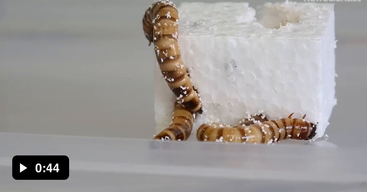 “Superworm” beetle larvae eat polystyrene (Styrofoam), which may help recycle plastics 9GAG