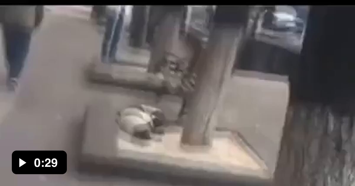 Man reunited with his lost dog after 3 years - 9GAG