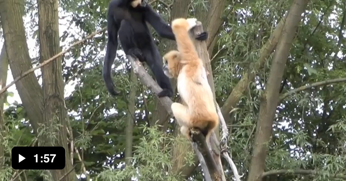 Gibbons are known to have voices more powerful than any human singer