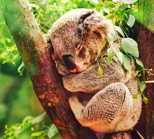 Koalas sleep 20 hours or more to slow down their metabolism rate and