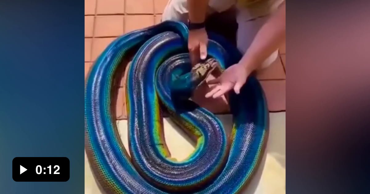 Stunning Vibrant Rainbow Python - 9GAG