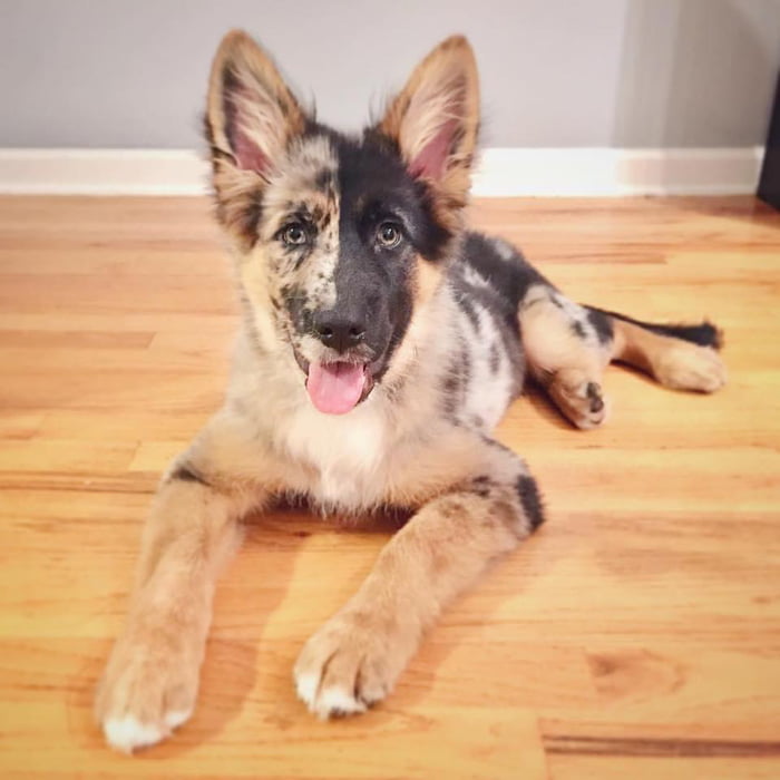 Half German Shepherd / Australian Shepherd 9GAG