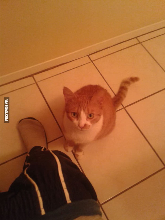 She always stares at me while I poop... 9GAG
