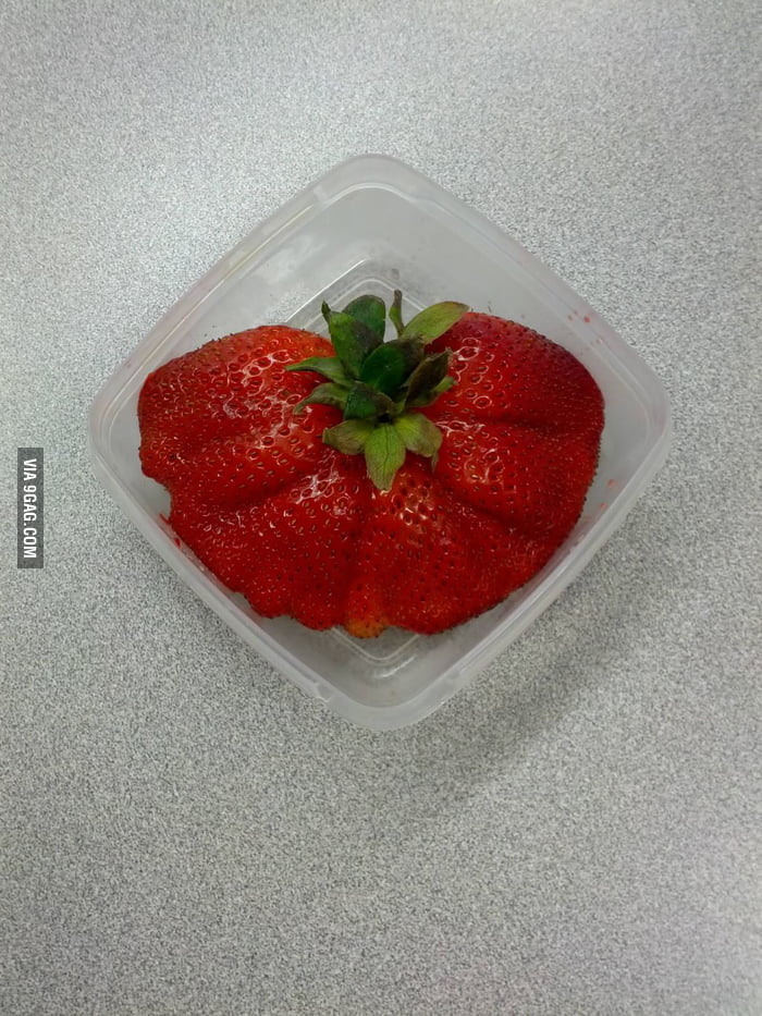 Mega Straberry MEGA Strawberry! - 9GAG