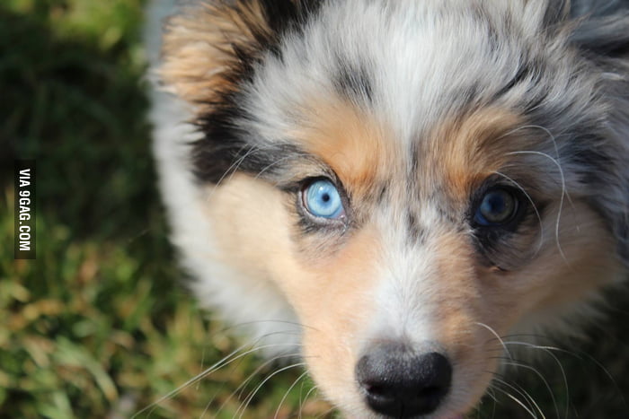 my-two-colored-eyes-australian-shepherd-9gag