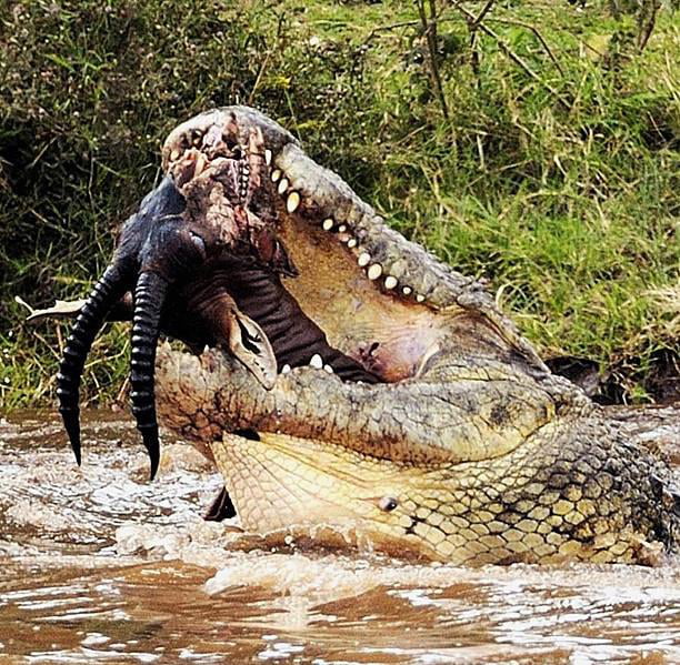 Crocodile eating Antelope (corpse?) Straight Black Metal album cover ...