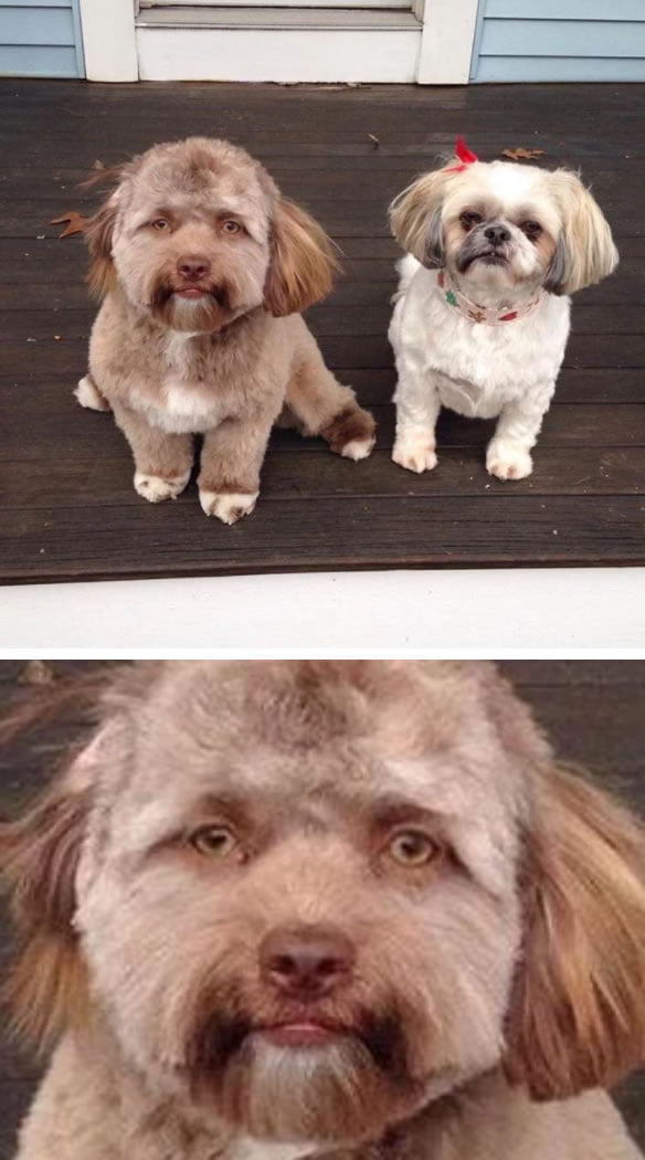 This dog looks like it has a man’s face 9GAG
