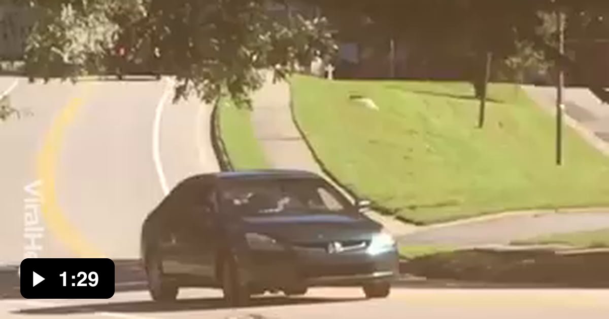 Raccoon got hit by a car, and its companion looked mourning by the ...