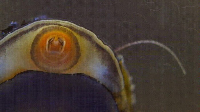 Рот улитки ахатины под микроскопом фото