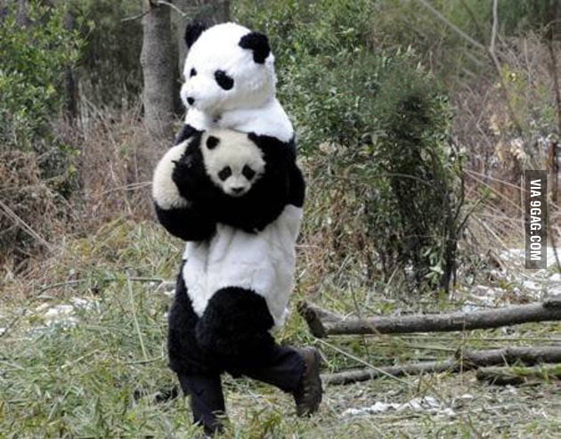 pandas the shoe